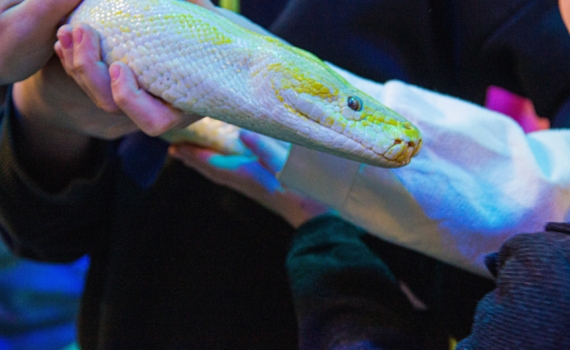 Спасатели поймали метровую змею в квартире в столице