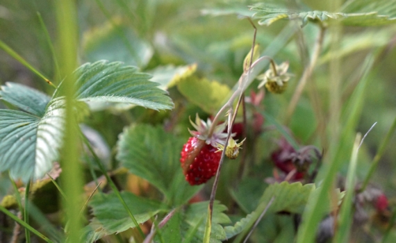 Часы тикают: золотое окно посева земляники закроется в начале марта — секрет урожая солнечной ягоды Часы тикают: золотое окно посева земляники закроется в начале марта — секрет урожая солнечной ягоды