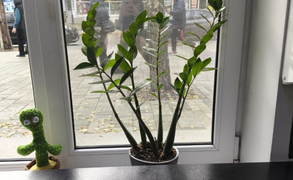 Забудьте о желтизне: вот как вернуть белизну даже самым старым подоконникам — дешево и эффективно Забудьте о желтизне: вот как вернуть белизну даже самым старым подоконникам — дешево и эффективно